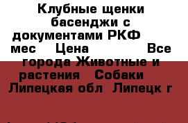 Клубные щенки басенджи с документами РКФ - 2,5 мес. › Цена ­ 20 000 - Все города Животные и растения » Собаки   . Липецкая обл.,Липецк г.